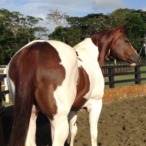 JB Homerun Hitter * BIG RANCH HORSES * Venezuela