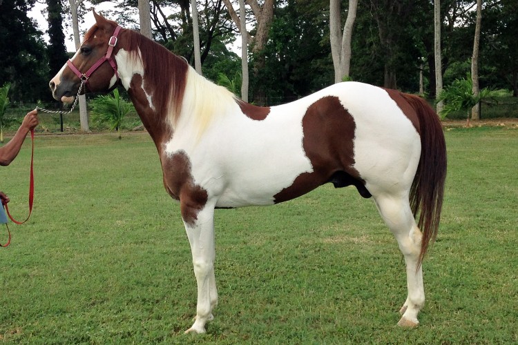 JB Homerun Hitter * BIG RANCH HORSES * Venezuela