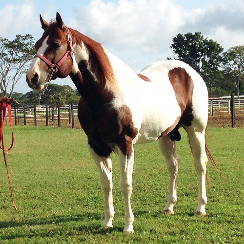 JB Homerun Hitter * BIG RANCH HORSES * Venezuela