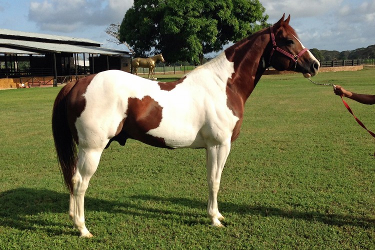 JB Homerun Hitter * BIG RANCH HORSES * Venezuela